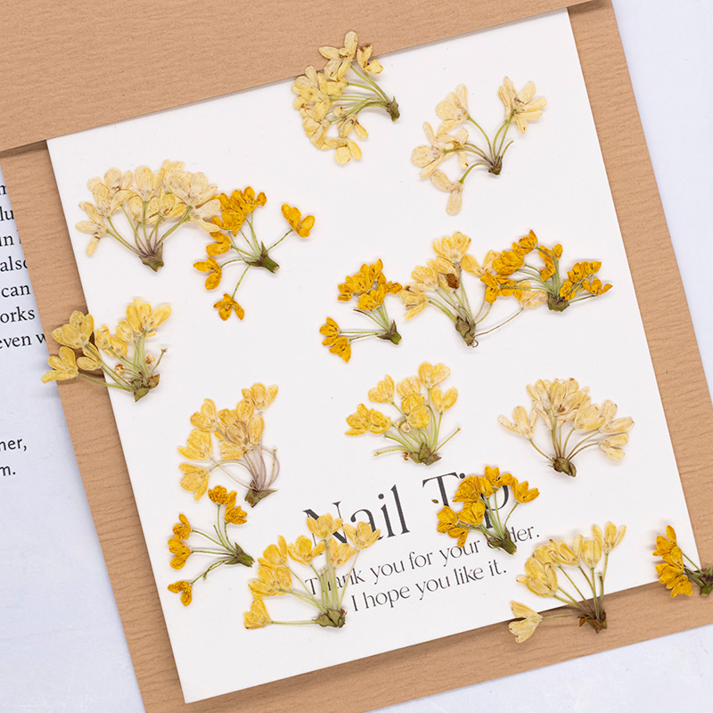24 шт., натуральные настоящие  – обзор и цена Dried Flower Bookmark