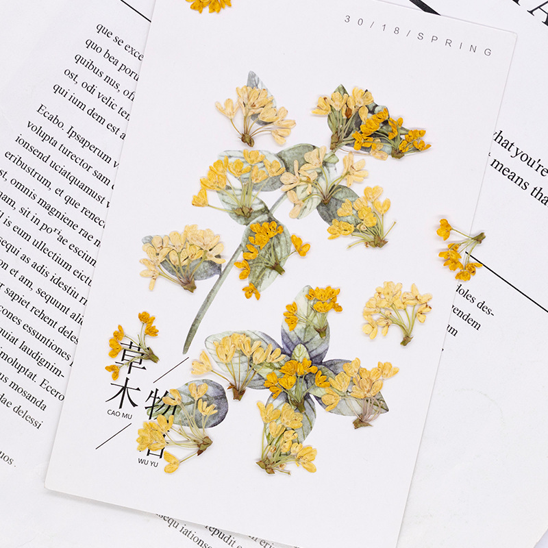24 шт., натуральные настоящие  – обзор и цена Dried Flower Bookmark